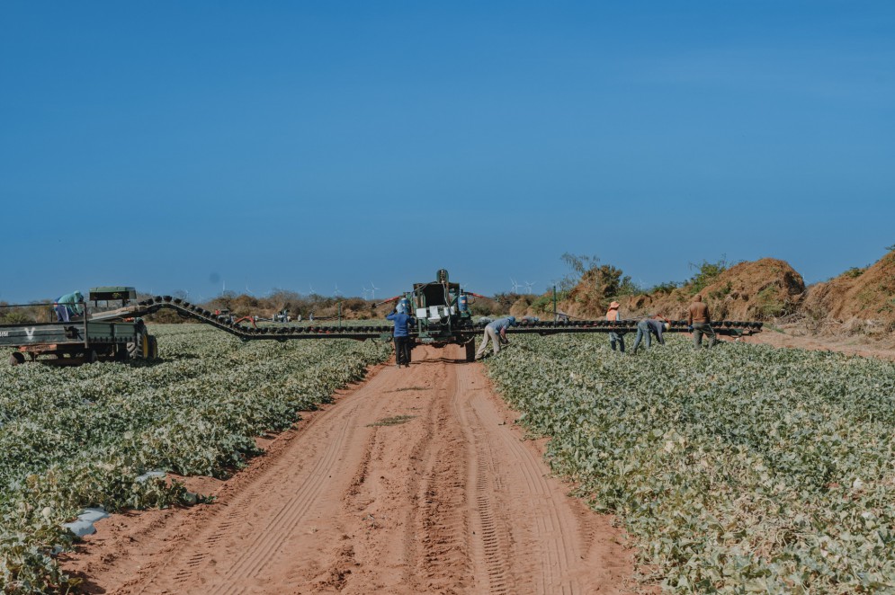 A sede da Agrícola Famosa está localizada em Icapuí, no Ceará, onde fica parte da produção de melão(Foto: JÚLIO CAESAR)