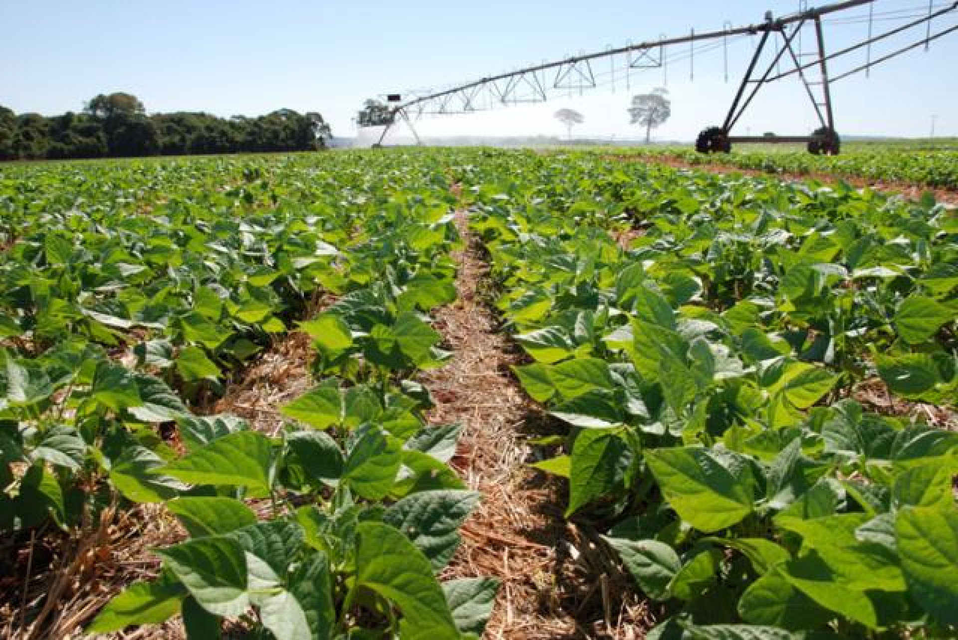 A agricultura familiar responde por 80% da produção no Nordeste (Foto: Divulgação)