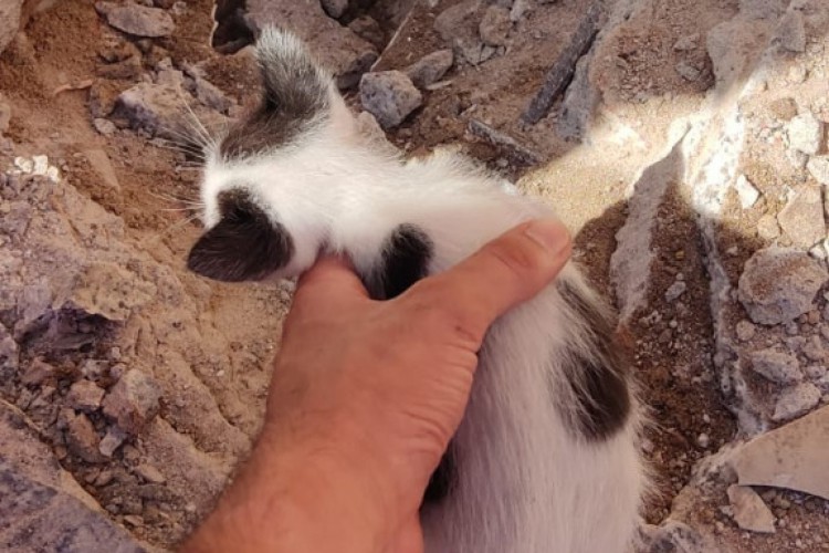 Animal ficou dois dias preso dentro de tubulação de água de uma residência 