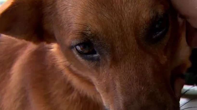 Caramelo se torna centro das atenções em evento internacional de cães de raça, em São Paulo(...