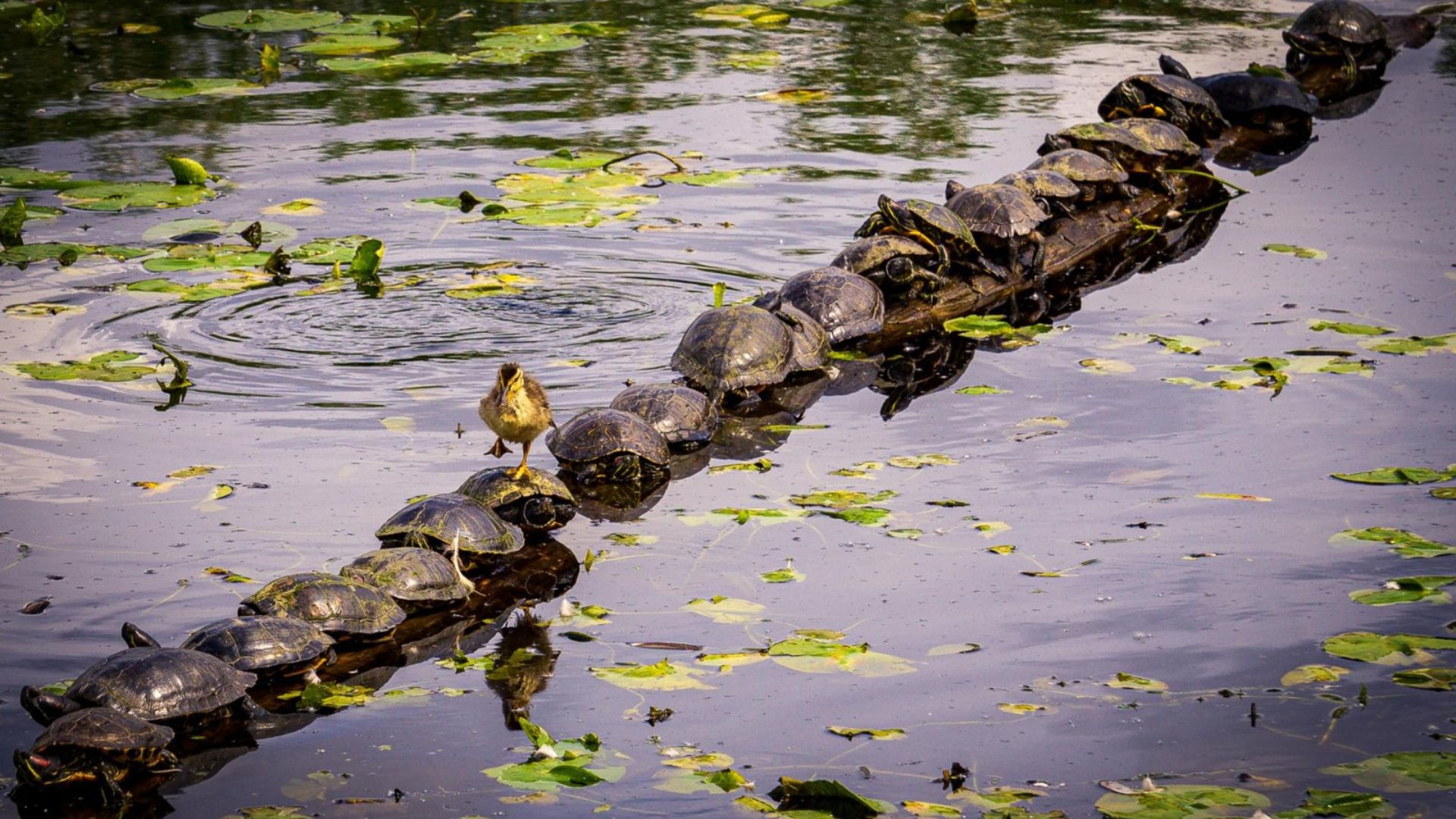 Pato atravessa lago correndo em tartarugas