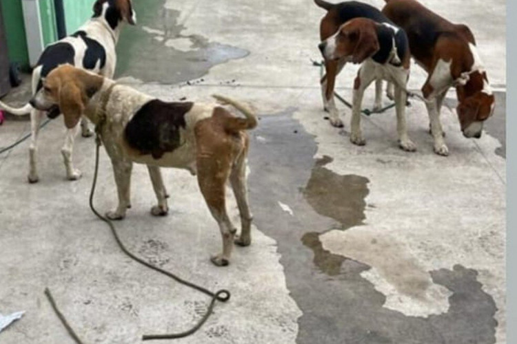 os três cães furtados eram utilizados para caça 