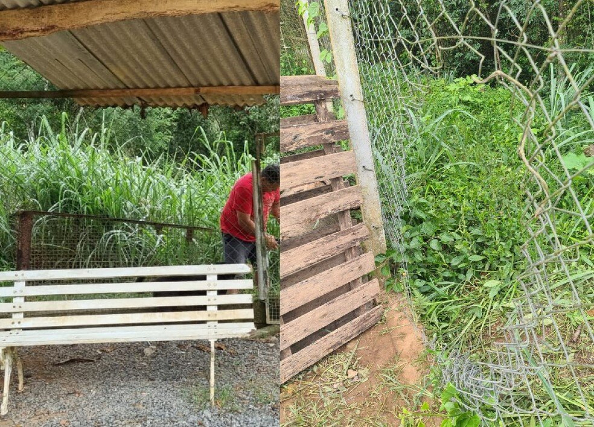 Animais fugiram por cerca destru&iacute;da 