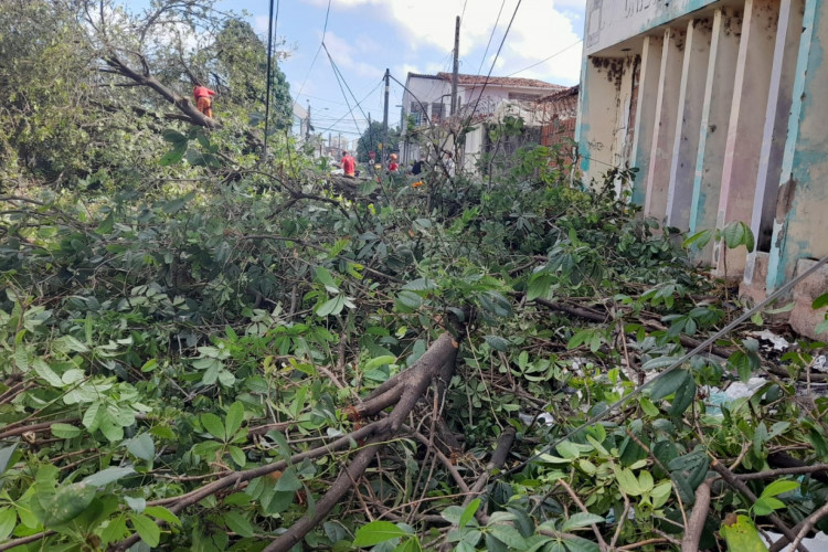 Árvore caiu na manhã desta quinta-feira, 5, em rua do bairro Montese