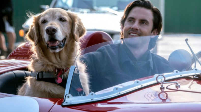 "Meu Amigo Enzo" ir&aacute; passar hoje, 9 de janeiro (09/01), na programa&ccedil;&atilde;o da Tela Quente