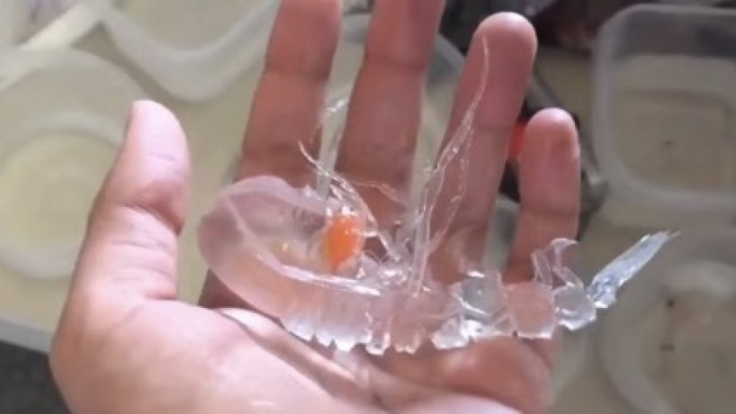 Cystisoma é um crustáceo que vive entre 600-1000 metros de profundidade no oceano.