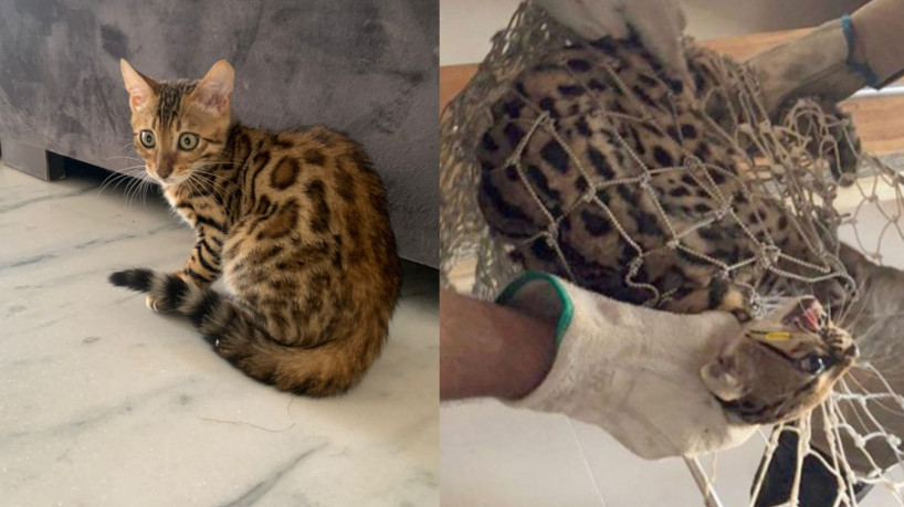 Gata é resgatada após ser solta em mata de MG