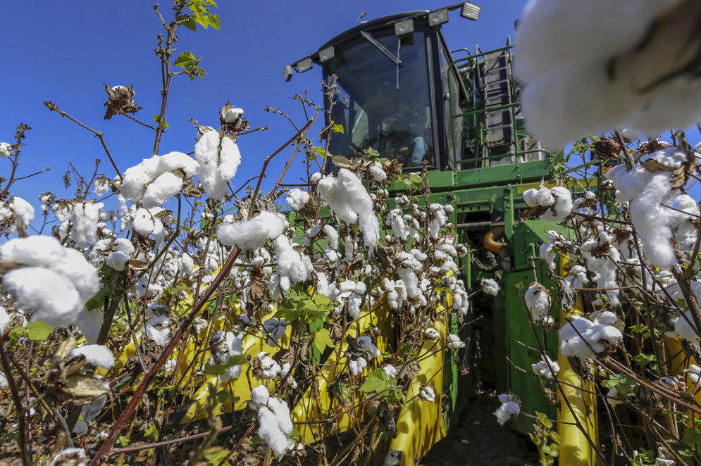Colheita de algodão em Limoeiro do Norte-CE. Algodão foi o grande motor da economia cearense na virada do século XIX para o século XX e deu suporte ao setor têxtil e de confecção do Ceará.