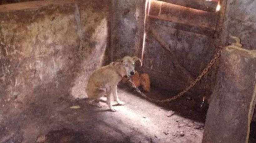 O animal vivia acorrentado e sem acesso à comida e água potável
(foto: Divulgação/PolíciaC...