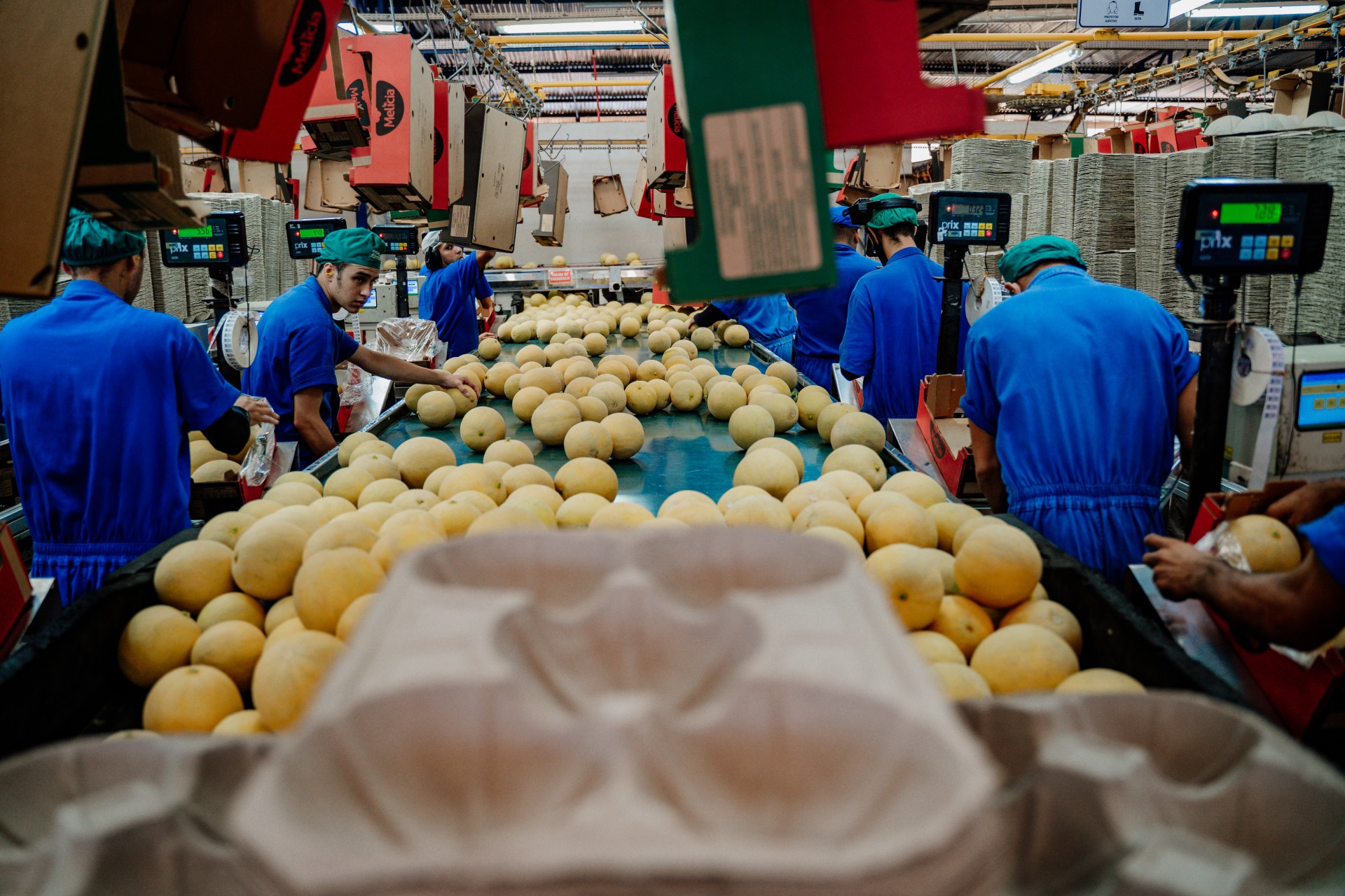 (Foto: JÚLIO CAESAR)Produção de melão em Icapuí