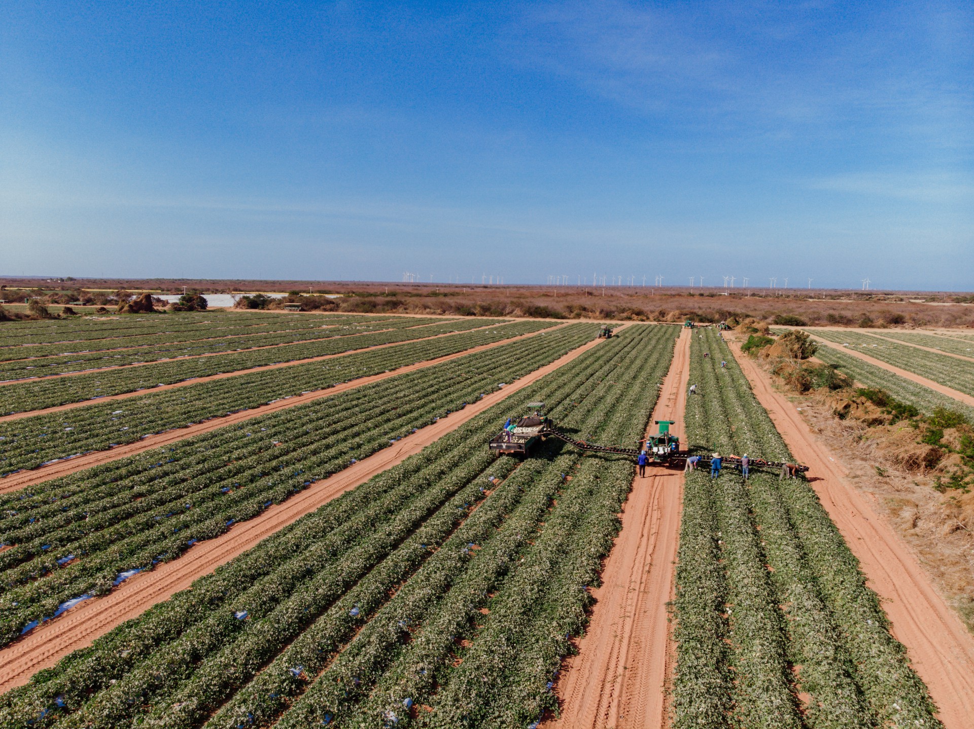 Dos pequenos aos grandes produtores, o crédito incentiva o crescimento do agronegócio no Ceará (Foto: JÚLIO CAESAR)