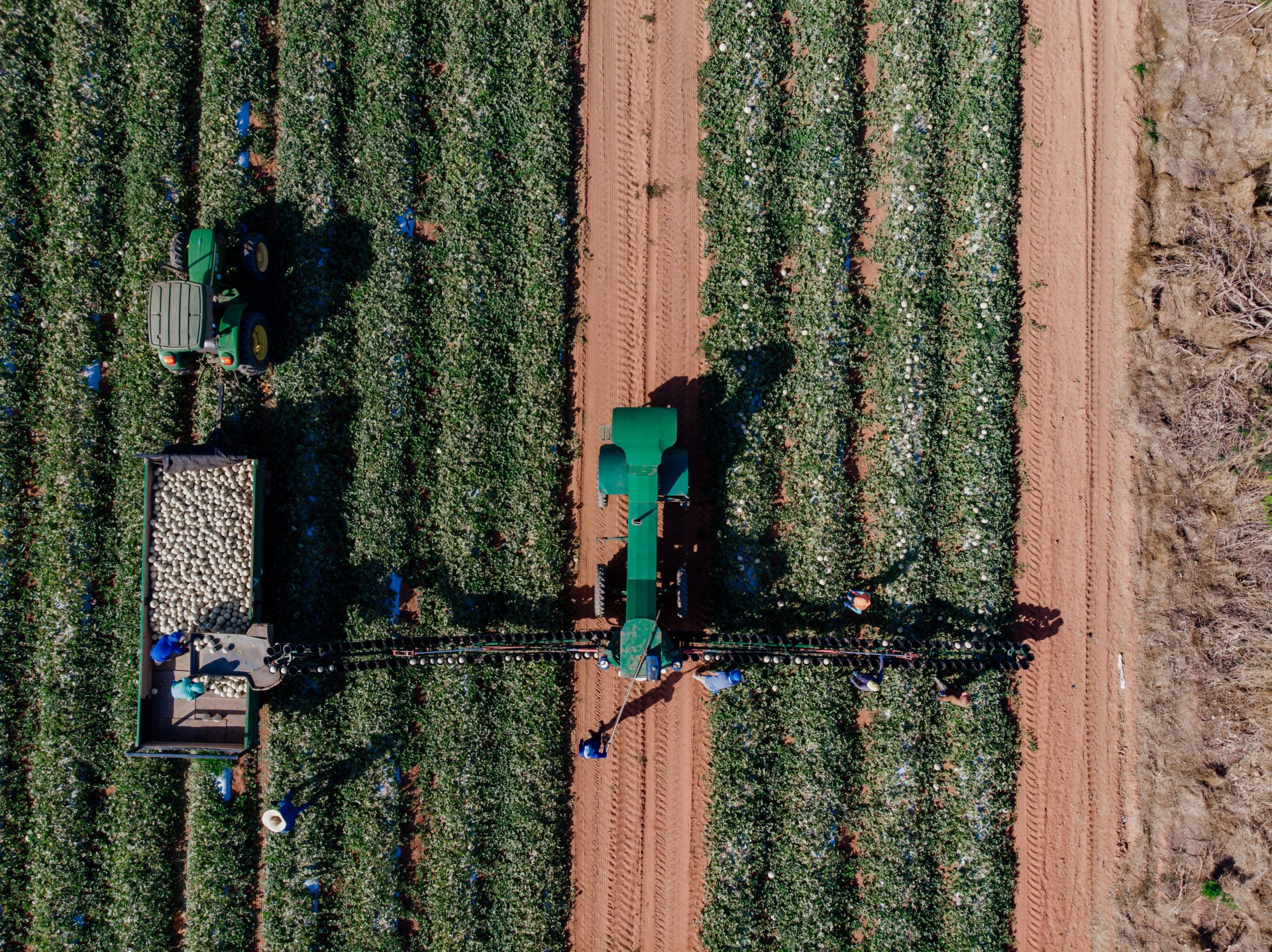 (Foto: JÚLIO CAESAR)PRODUTORES rurais se sustentam com a agricultura familiar solo ou em parceria com grandes empresas
