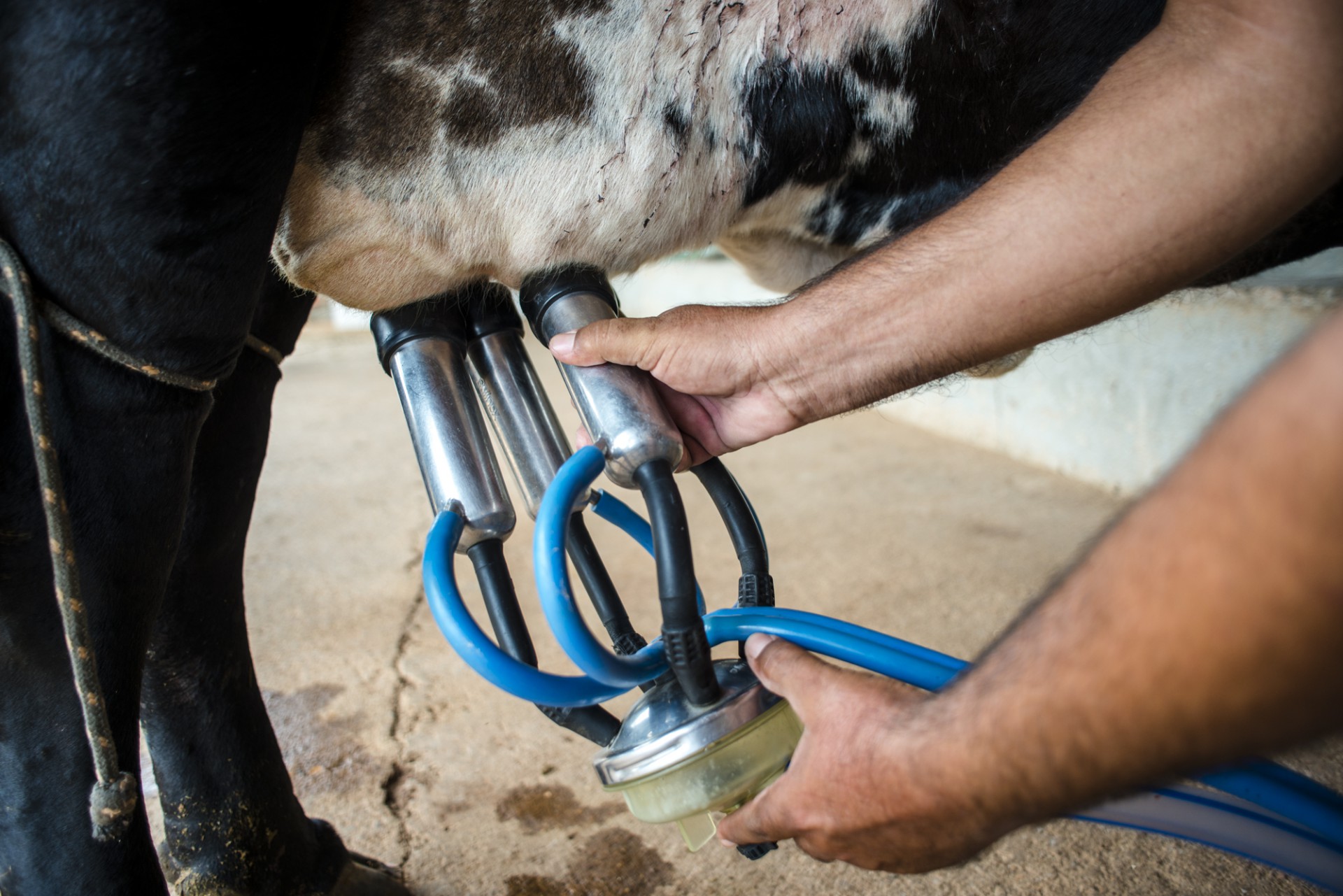 ICMS sobre produtos lácteos serão isentos caso origem do leite seja de produtores rurais cearenses (Foto: DAVI PINHEIRO / GOV DO CEARA)