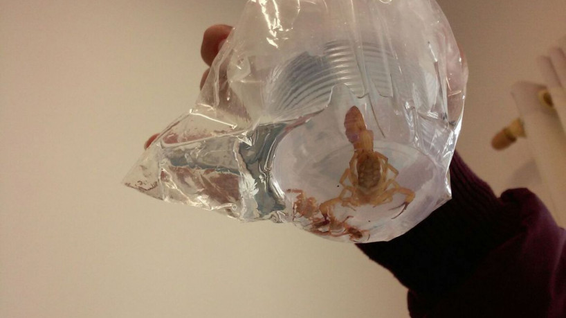 Acidentes com escorpião crescem 22% em São Paulo