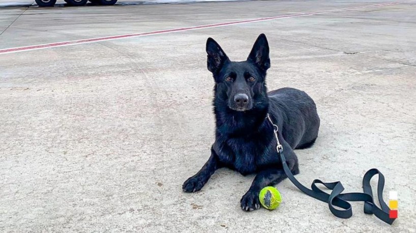 A cadela Case ajudou a salvar a vida de quatro pessoas nesta terça, 14