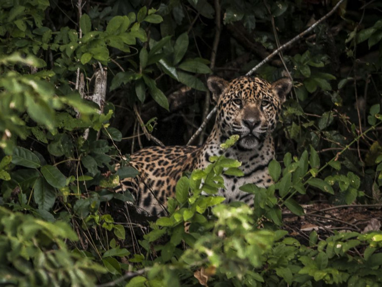 Amazônia: estudo mostra que onças estão em áreas ameaçadas pelo homem