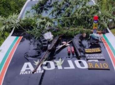 Pés de maconha foram apreendidos pela Polícia Militar  