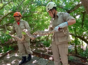 Serpente foi levada para a Floresta Nacional do Araripe após resgate  