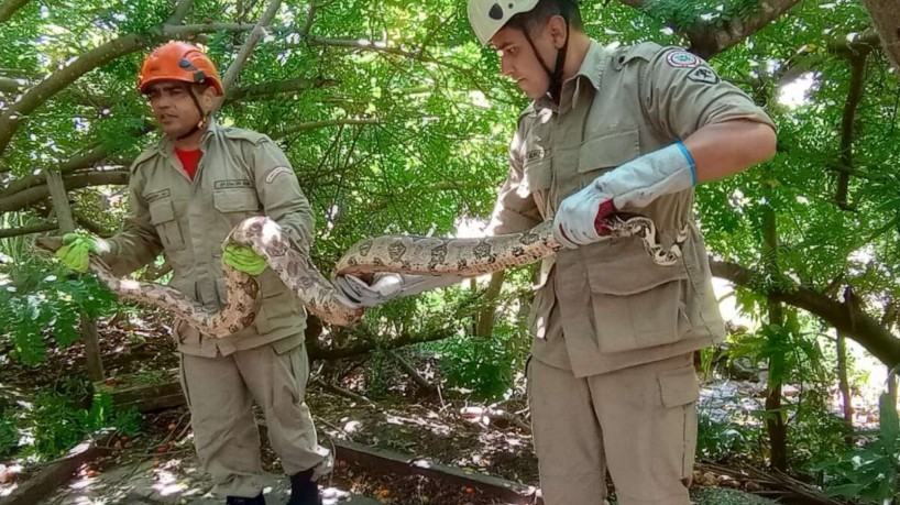Serpente foi levada para a Floresta Nacional do Araripe após resgate (foto: Divulgação/Corpo d...