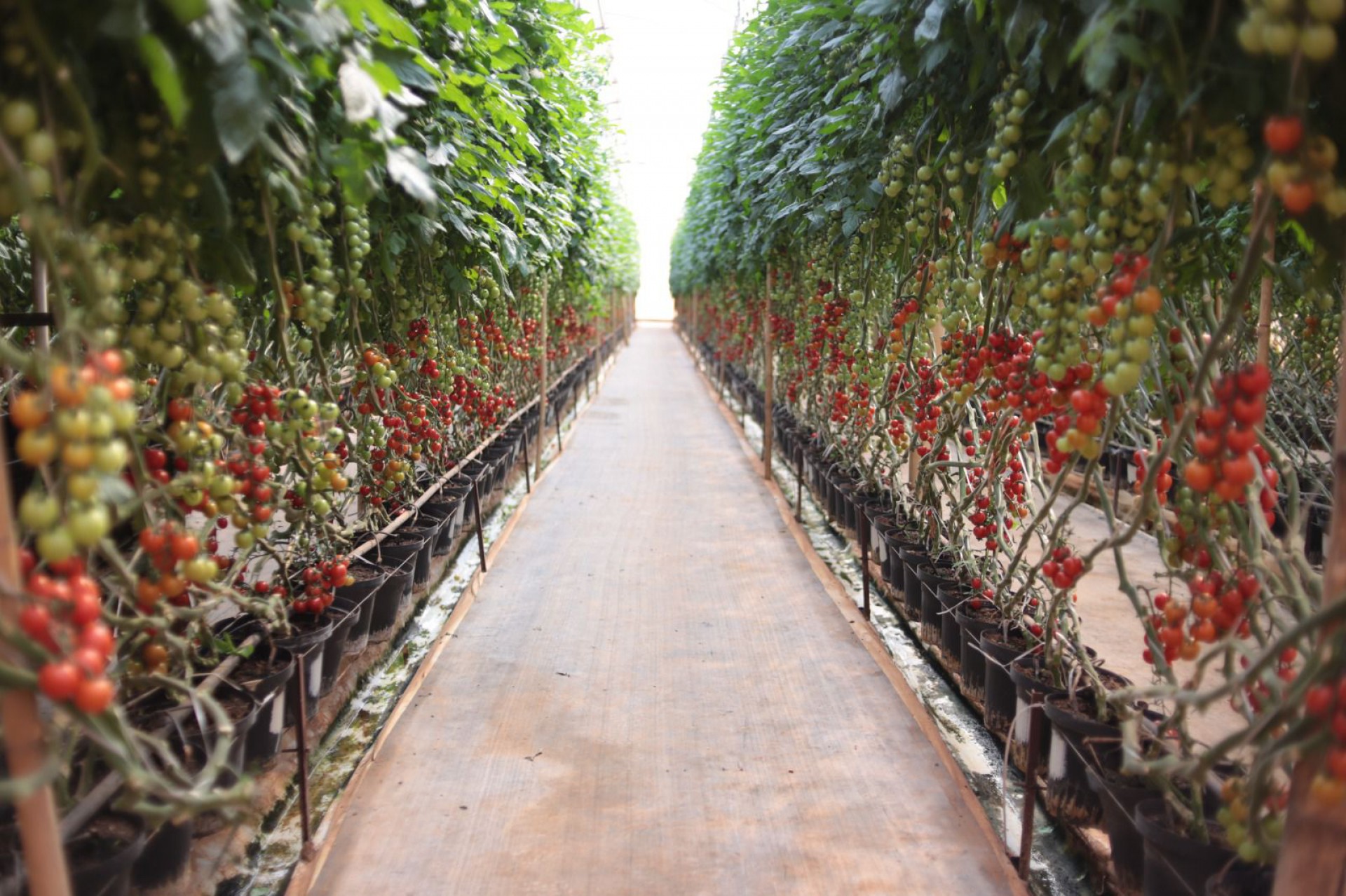 Produção de tomate deve ser o carro-chefe na exportação a partir do cultivo protegido (Foto: Divulgação)