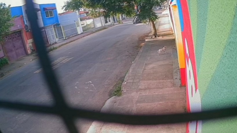 Cachorro se perdeu ap&oacute;s caminhada com o dono e "bateu na porta" de uma creche para pets no Esp&iacute;rito Santo