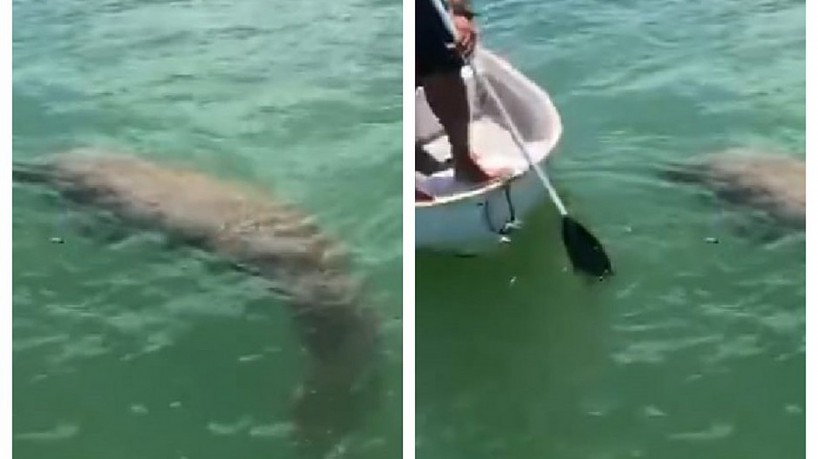 Peixe-boi se aproximou de uma pequena embarca&ccedil;&atilde;o que navegava na Ilha de Itaparica e ocupantes tentaram identificar o animal marinho