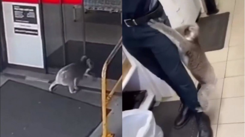 Coala entra num posto de gasolina em Woodside, na Austrália