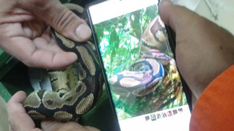 Rio de Janeiro (RJ) -  Píton ball solta no Parque Nacional da Tijuca é encontrada e buscas se encerram. Foto: Divulgação