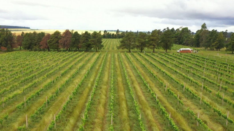 CAMPANHA GAÚCHA: O VINHO DOS PAMPAS