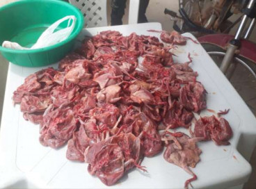 As aves abatidas foram encontradas num freezer do estabelecimento onde houve a autuação 