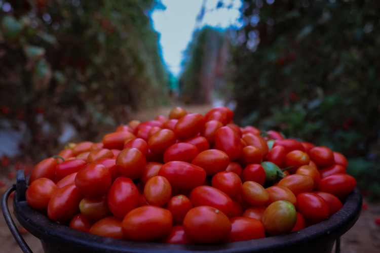 Tomate foi o produto que mais caiu no período