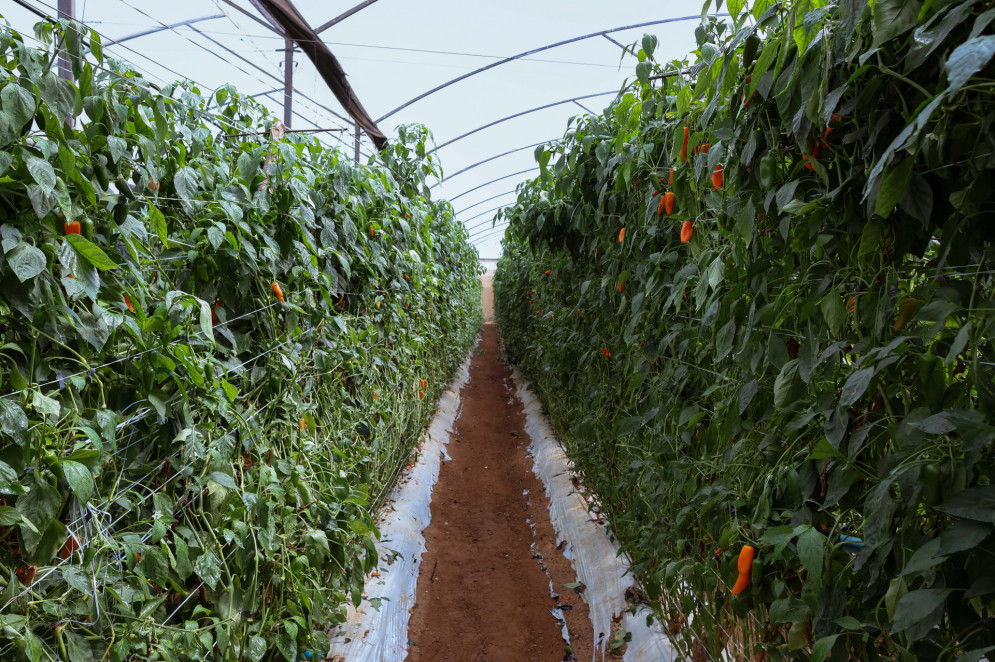 UBAJARA,CE, BRASIL, 21.03.2023: Produção de tomate, pimentão, pimentas e abóboras premium na fazenda da Trebeschi em Ubajara, na Serra da Ibiapaba. (Foto: Aurélio Alves)
