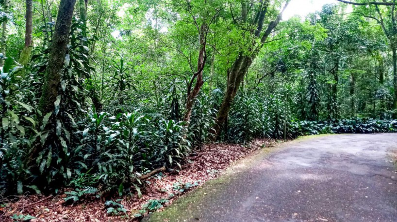 Rio de Janeiro (RJ), 19/03/2023 - Espécie africana, a  dracena (Dracaena fragrans) está disseminada pelo Parque Nacional da Tijuca. Foto:Vitor Abdala/Agência Brasil