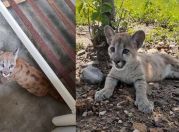 Filhote de onça-parda, com o tamanho de um gato doméstico adulto, foi resgatado em Croatá 