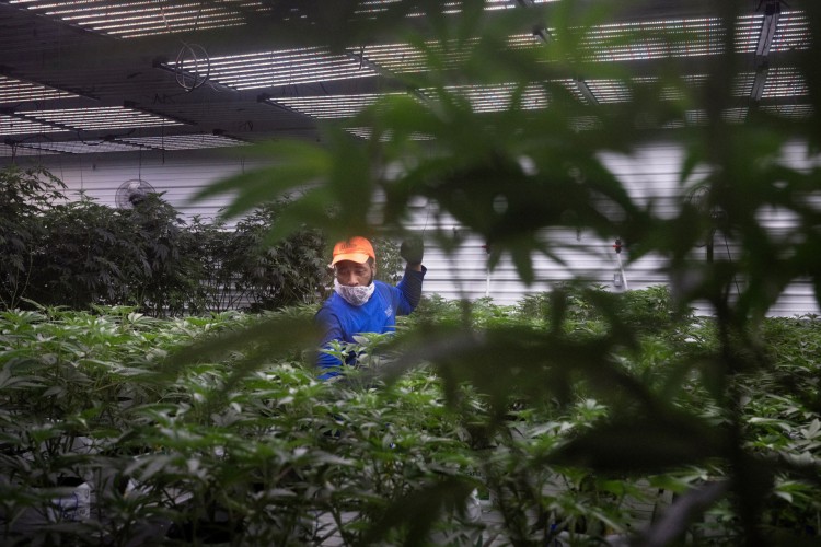 Um homem percorre plantas de cannabis na instalação de produção Illicit Gardens em Independence, Missouri, em 18 de março de 2023