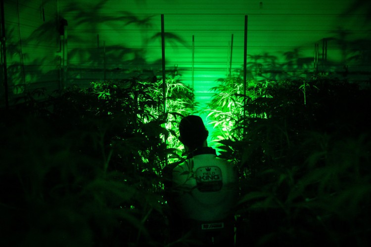 Phil Spruell cultiva plantas de cannabis na instalação de produção Illicit Gardens em Independence, Missouri, em 18 de março de 2023
