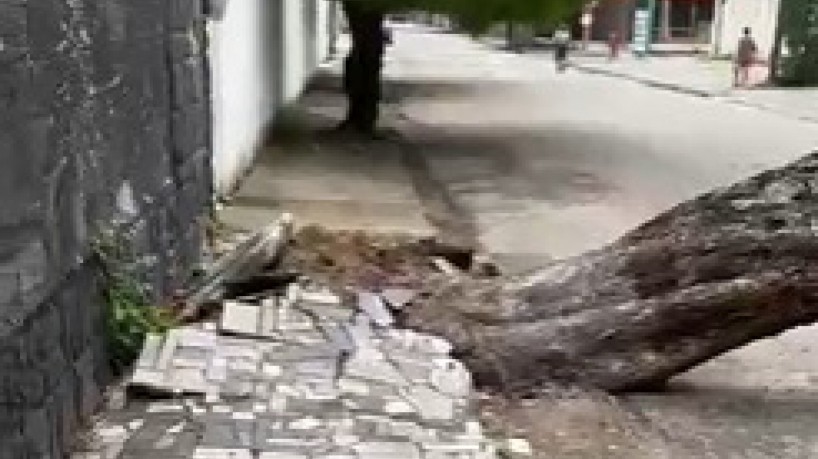 Mutamba caí em rua da Aldeota e deixa passagem bloqueada
