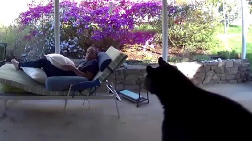 Um urso invadiu a varanda da casa de um homem nos Estados Unidos