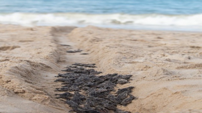 O nascimento das tartarugas na praia do Cumbuco foi registrado no último dia 7 de Abril(foto: Di...