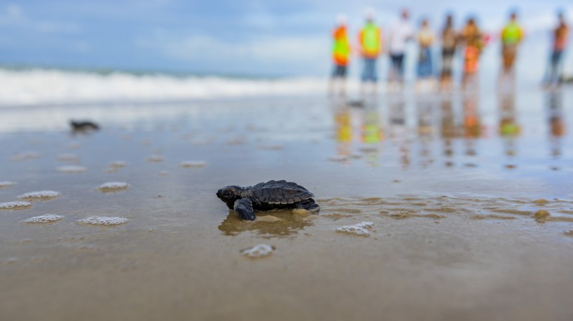 Cerca de 120 filhotes de tartarugas foram liberados na faixa de areia para o encontro com o mar(f...