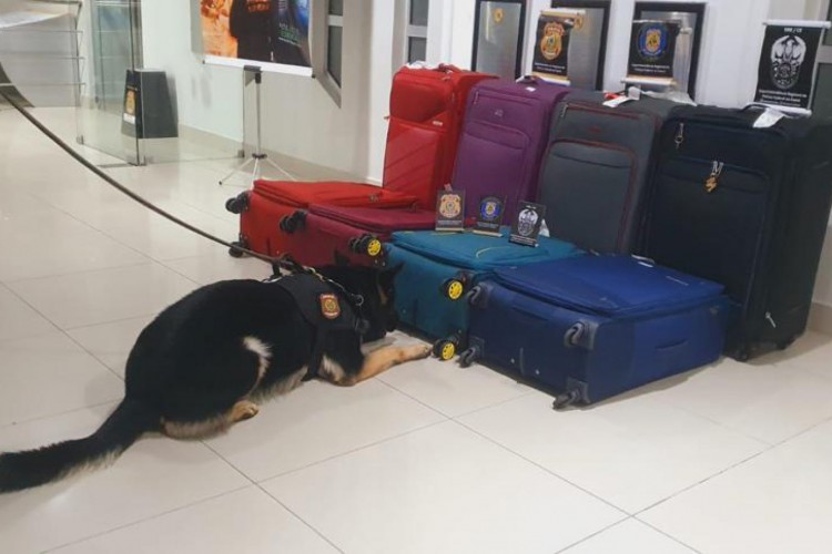 Identificação das malas com cocaína no Aeroporto de Fortaleza, na noite de domingo, 30, foi feita com a atuação do cão pastor Kano, da Polícia Federal