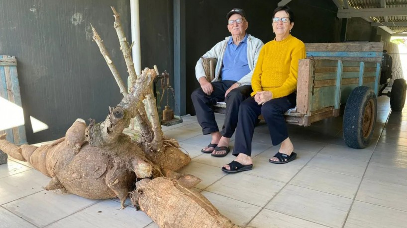 Pé de mandioca de 112 quilos chama atenção em Santa Catarina