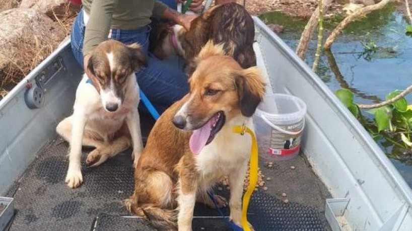 Animais foram encontrados por equipe em lancha