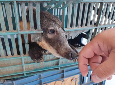 O animal foi encontrado na residência do suspeito 