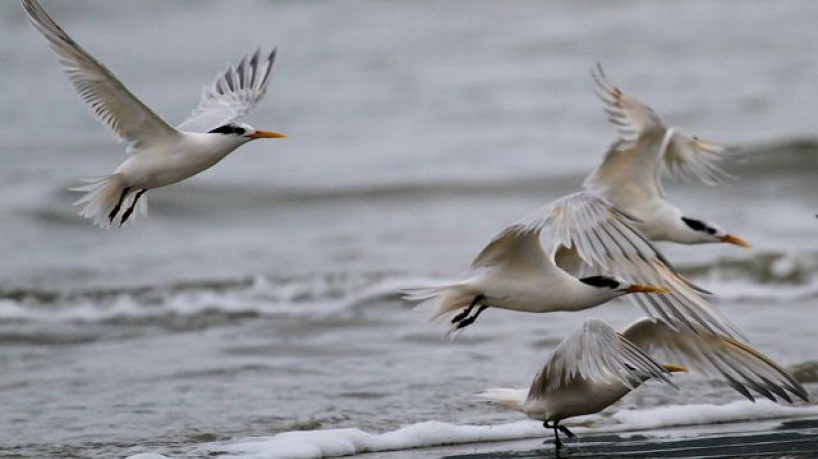 Aves foram encontradas no litoral do Espírito Santo 