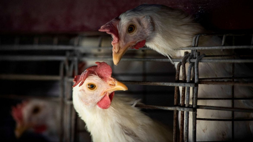 FILE PHOTO: Chickens sit in cages at a farm, as Argentina's government adopts new measures to prevent the spread of bird flu and limit potential damage to exports as cases rise in the region, in Buenos Aires, Argentina February 22, 2023. REUTERS/Mariana Nedelcu/File Photo