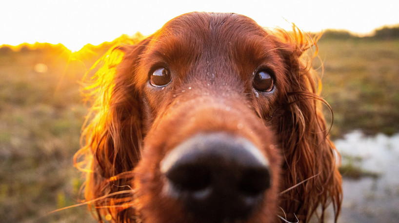 Saiba por que o bigode do cachorro é tão importante para ele