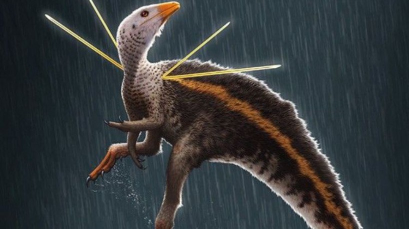 O Ubirajara jubatus virou símbolo da luta por repatriação de fósseis