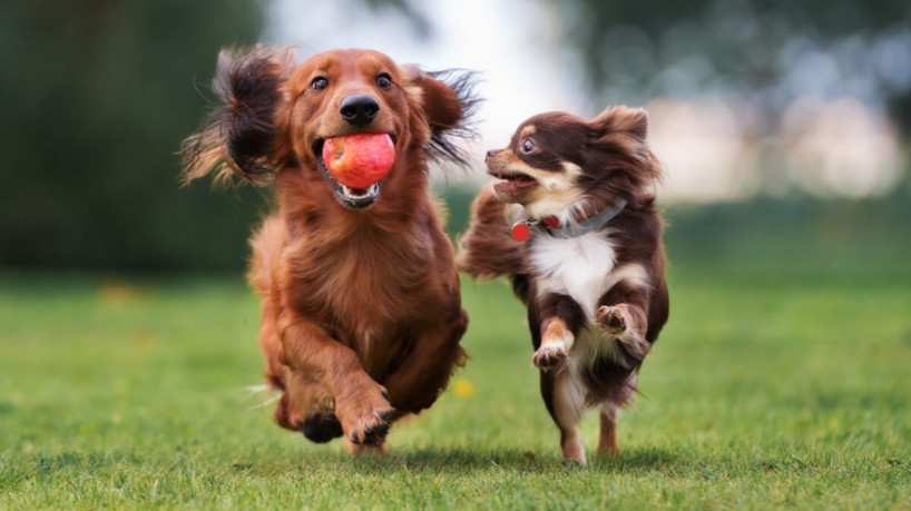 Brincar com outros cachorros ajuda a tornar o cão sociável  (Imagem: otsphoto | ShutterStock)