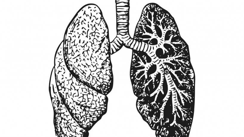 Imagem de apoio ilustrativo: pulmões humanos